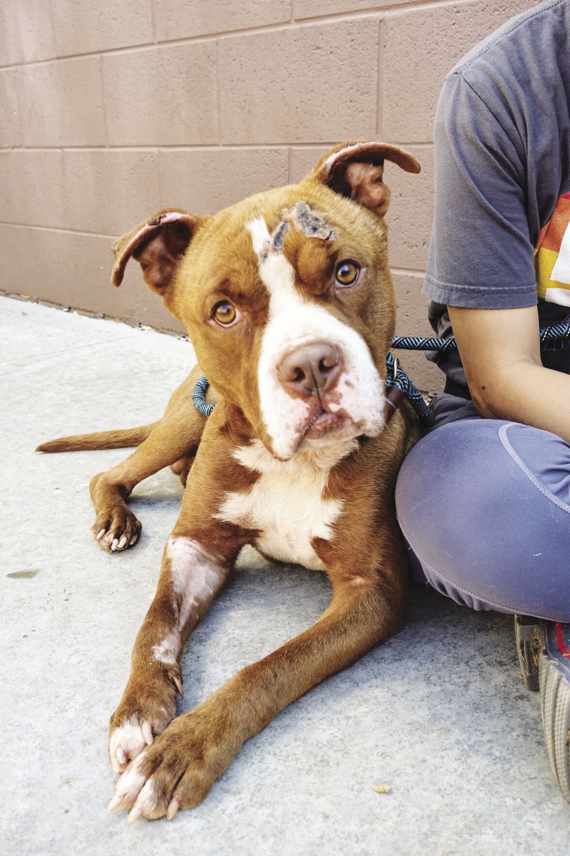Pet of the Week: Bobby Darling